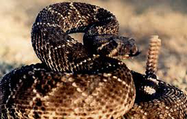 Salmonella illnesses linked to Rattlesnake Cake at The Fort Restaurant in Morrison, CO.