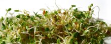 Clover sprouts E. coli outbreak traced to Jimmy John's