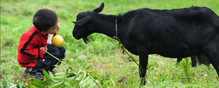 A 2004 E. coli outbreak at the N.C. State Fair was linked to the petting zoo.