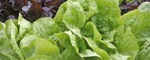 Romaine lettuce was the source of a 2008 E. coli outbreak.