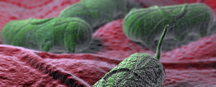 Oklahoma, Iowa, and Nebraska public health officials are investigating a Salmonella outbreak among residents of their states
