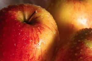 Unpasteurized apple juice and cider can be contaminated with E. coli