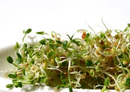 Jimmy John’s E. coli O26 Outbreak Caused by Clover Sprouts