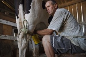 Raw milk can be a source of E. coli infection