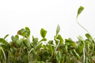 Sprouts can harbor E. coli and other pathogens.